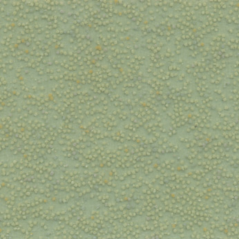 Eucalyptus;6784